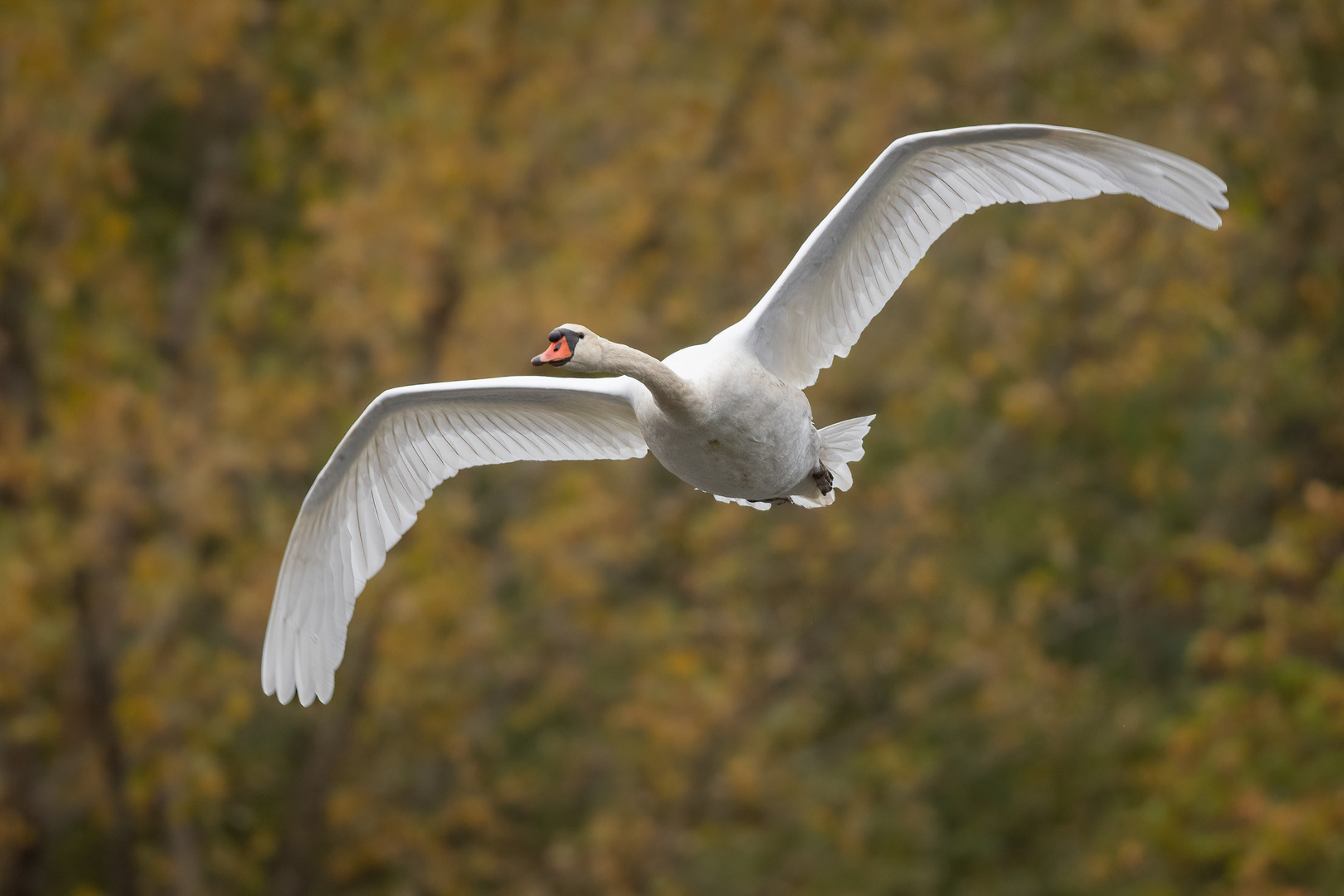 Höckerschwan