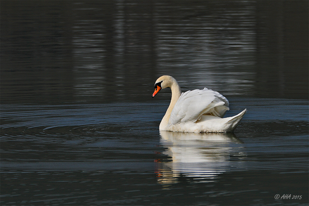 Höckerschwan