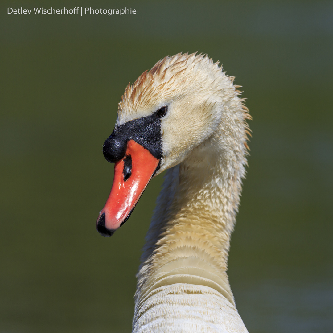 Höckerschwan