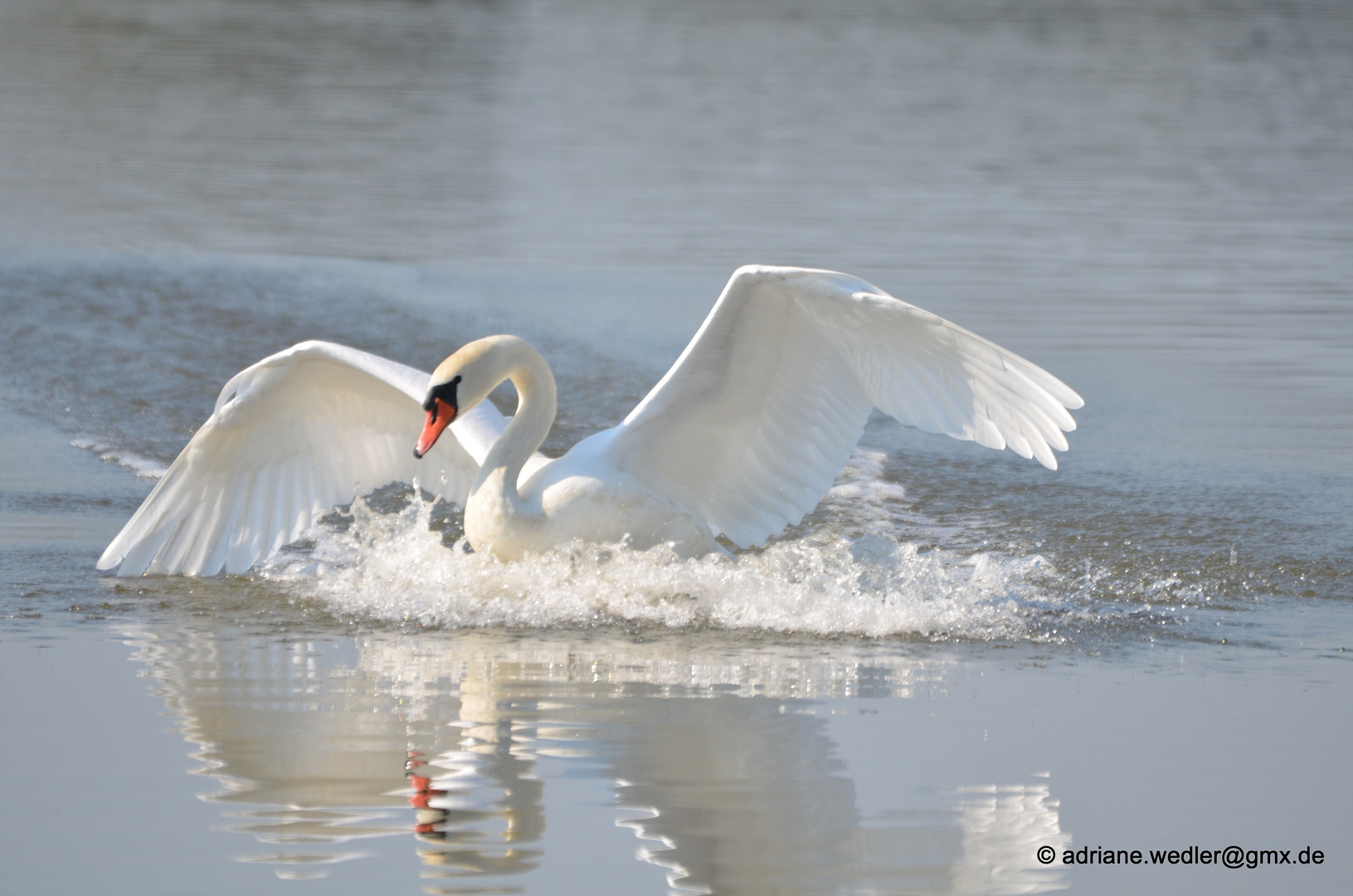 Höckerschwan der gerade in Teich landet