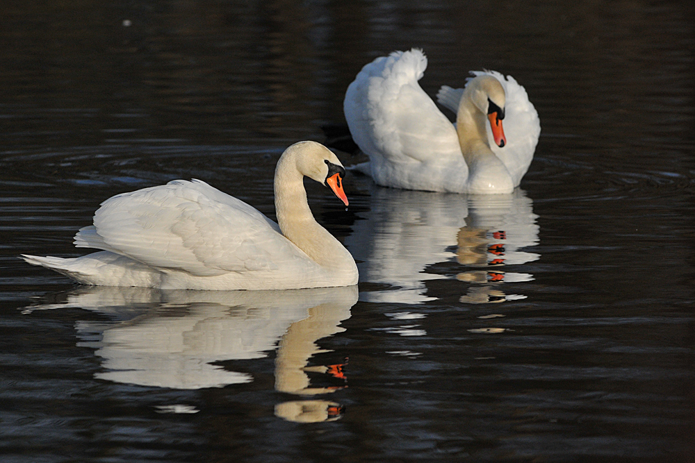 Höckerschwan – die Revierbesitzer