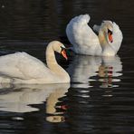 Höckerschwan – die Revierbesitzer