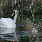 Höckerschwan: Durchs Schilf geguckt