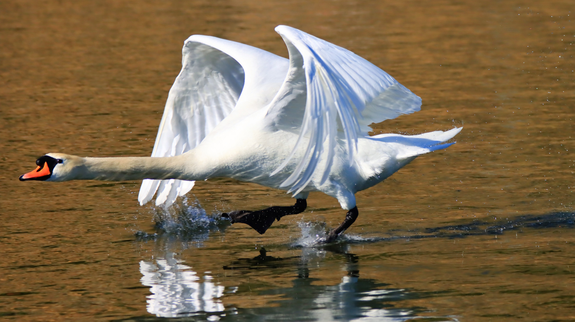 Höckerschwan Dynamik