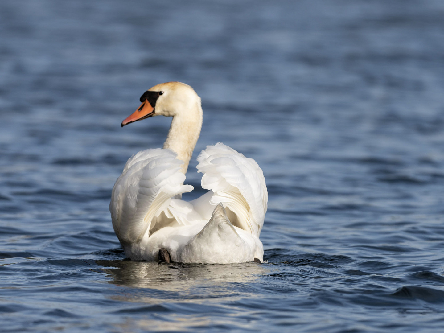 Höckerschwan