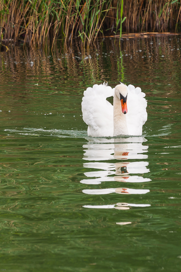 Höckerschwan