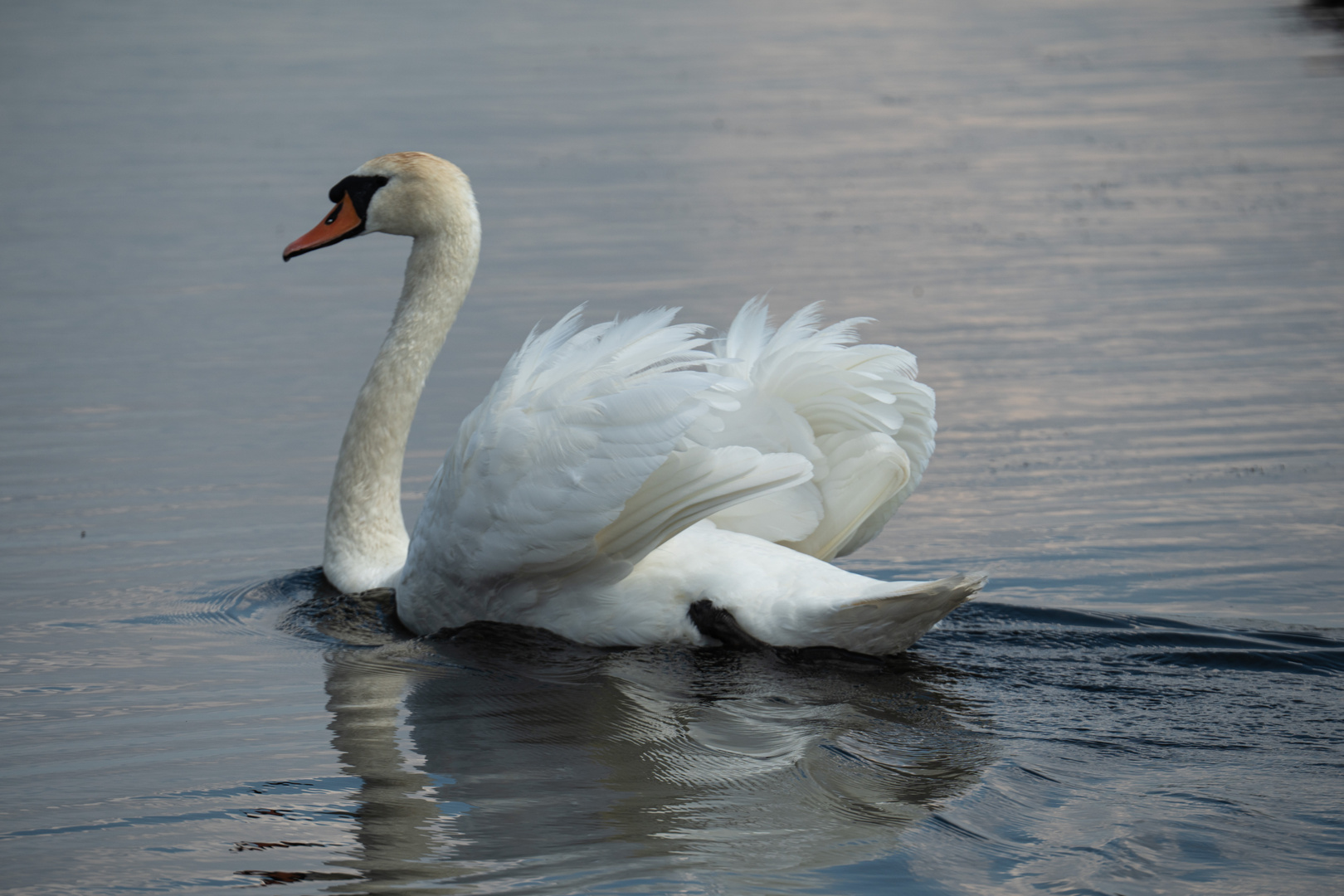 Höckerschwan