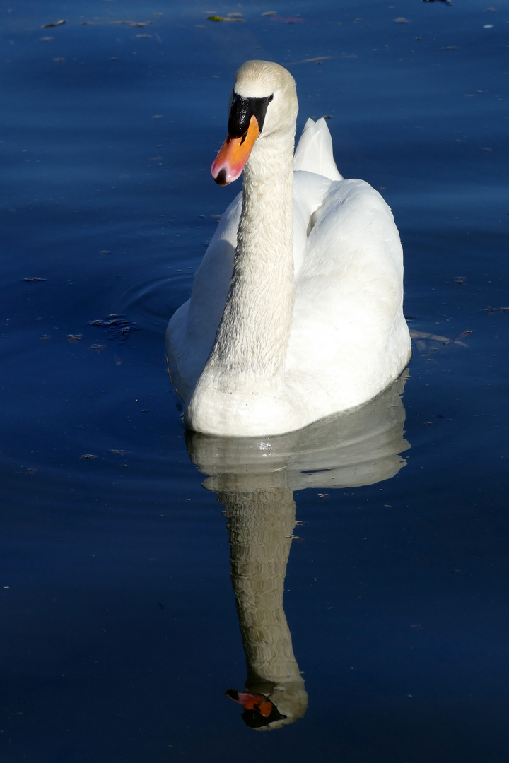 Höckerschwan