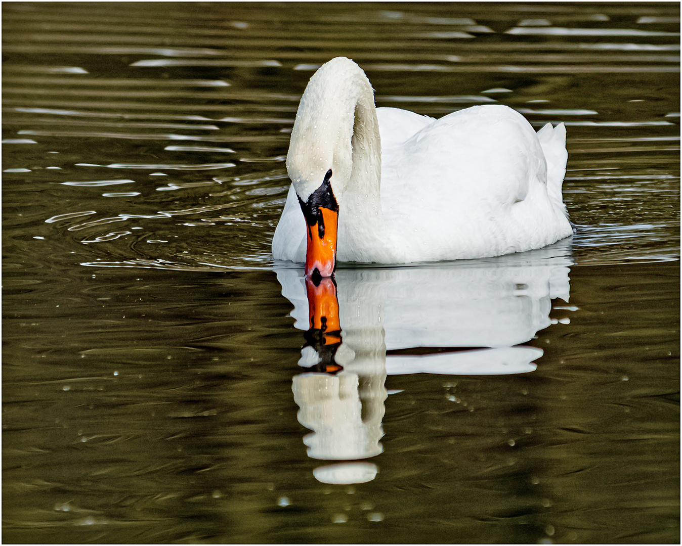 Höckerschwan