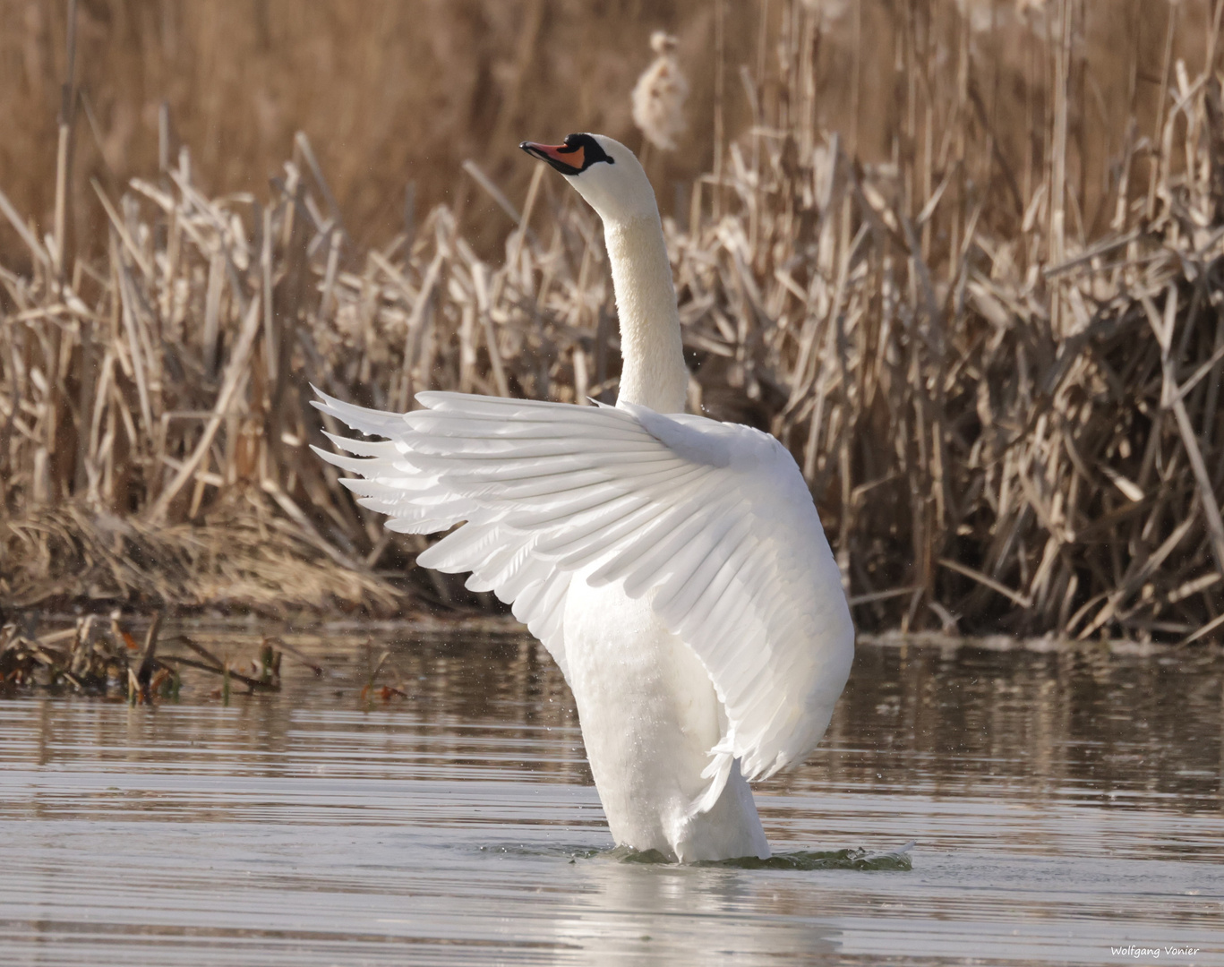 Höckerschwan