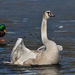 Höckerschwan – Eis – Bad unter Beobachtung