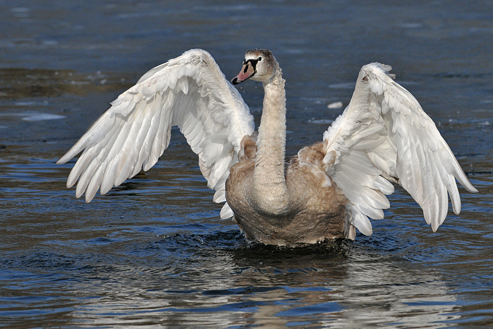 Höckerschwan – Eisbad