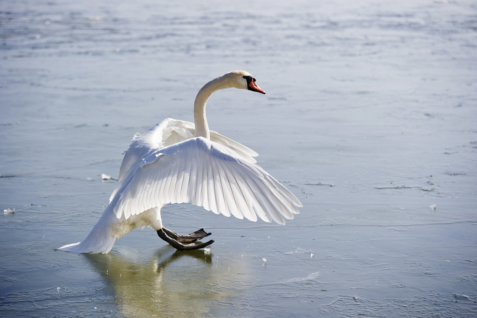 Höckerschwan - Eislandung