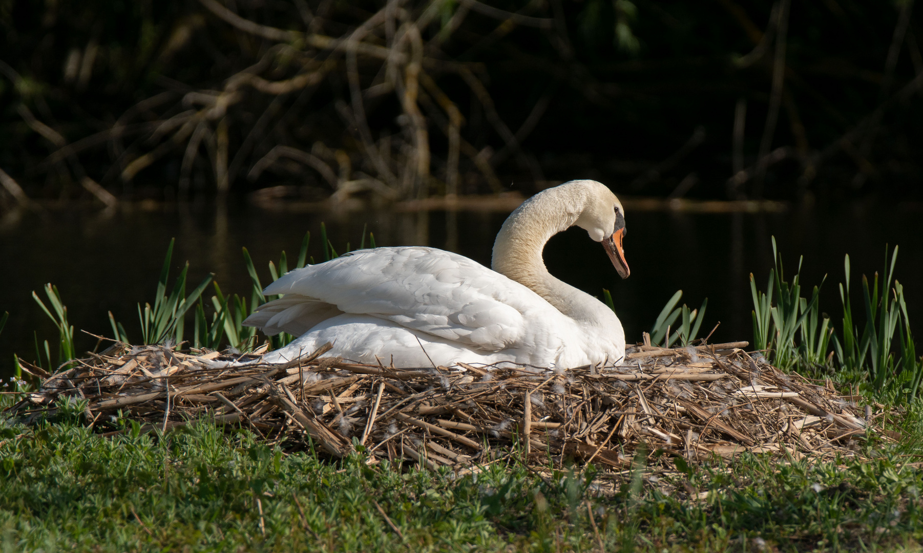 Höckerschwan 