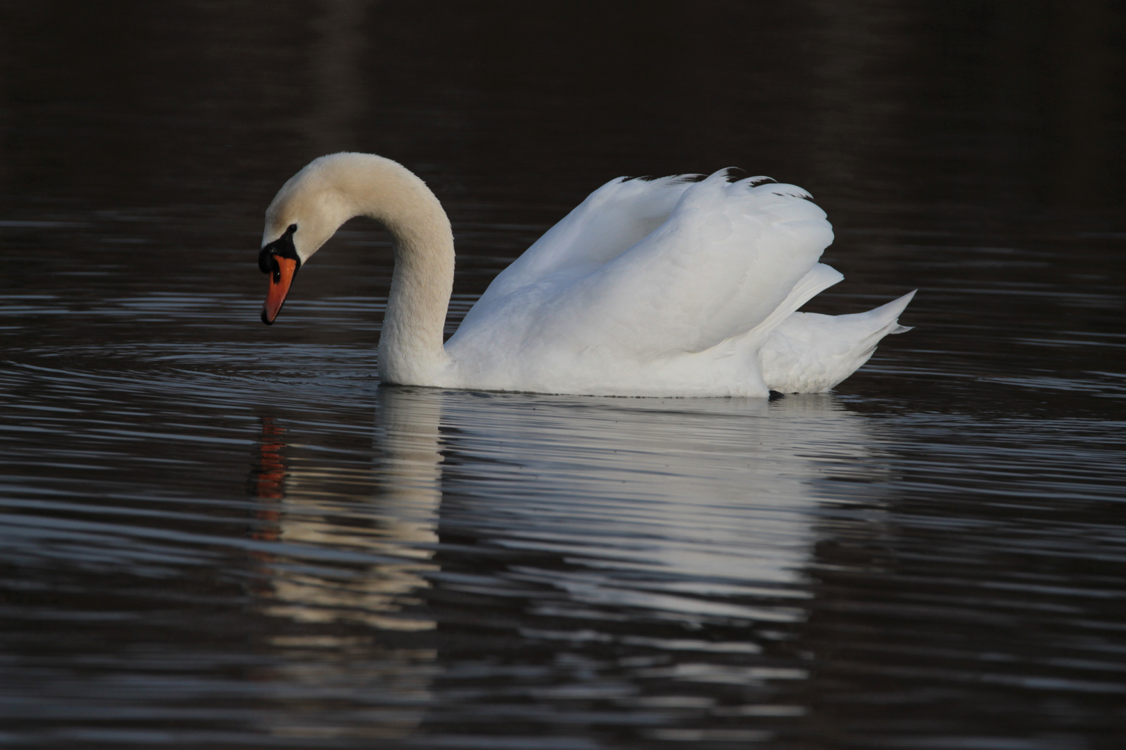 Höckerschwan