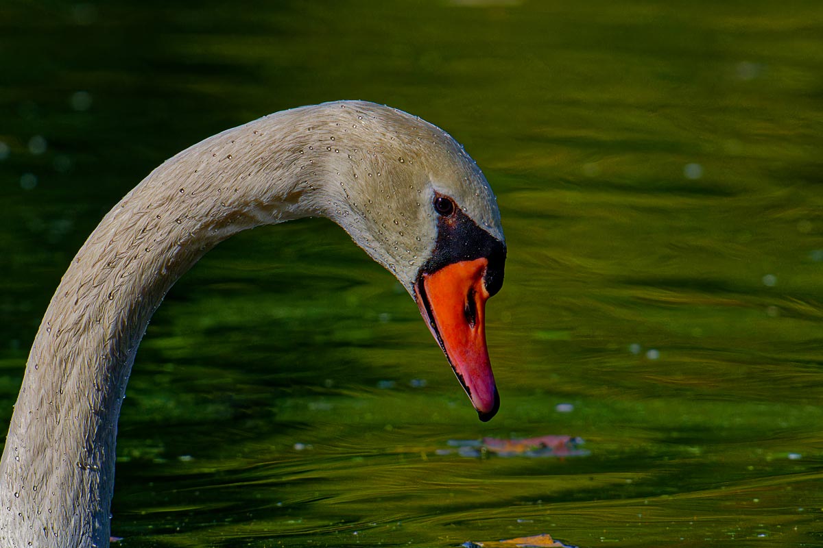 Höckerschwan