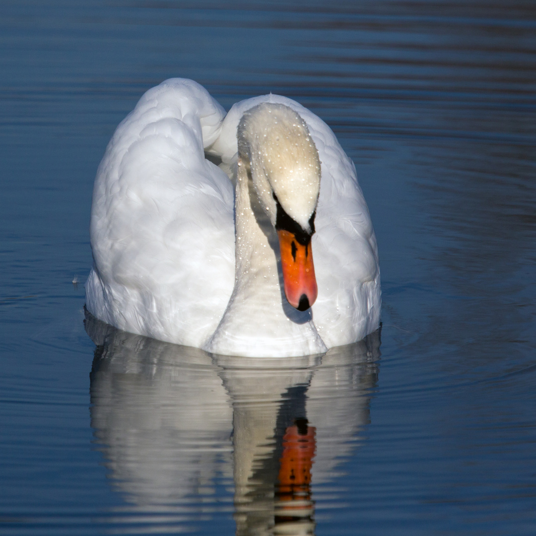 Höckerschwan