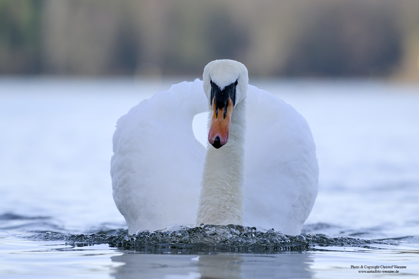 Höckerschwan