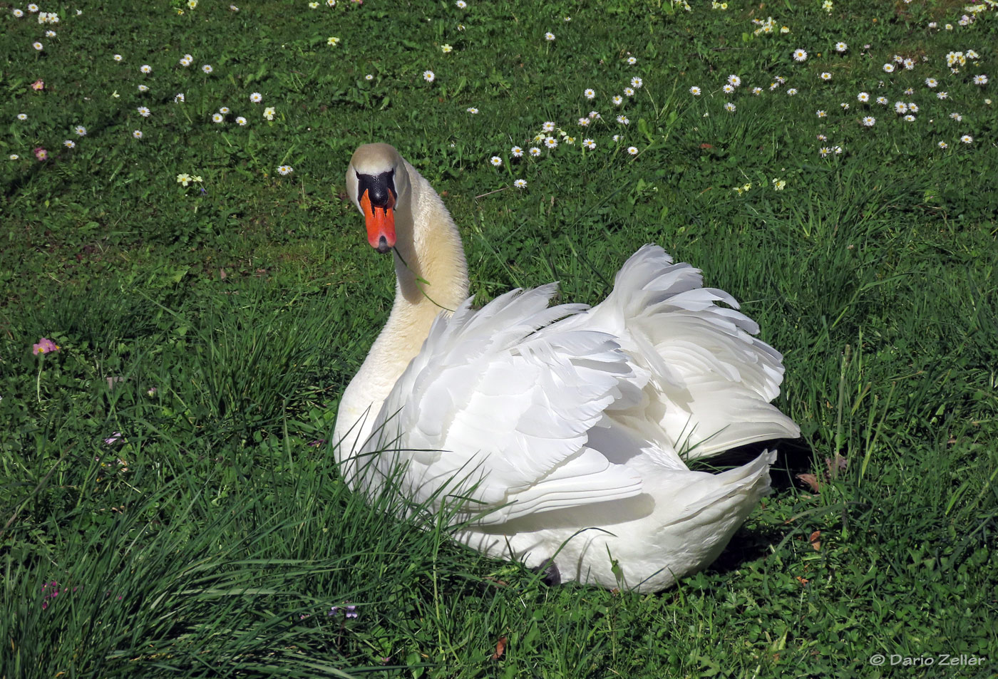 Höckerschwan