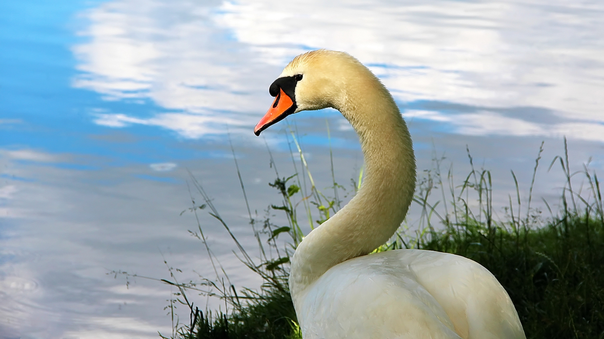 Höckerschwan