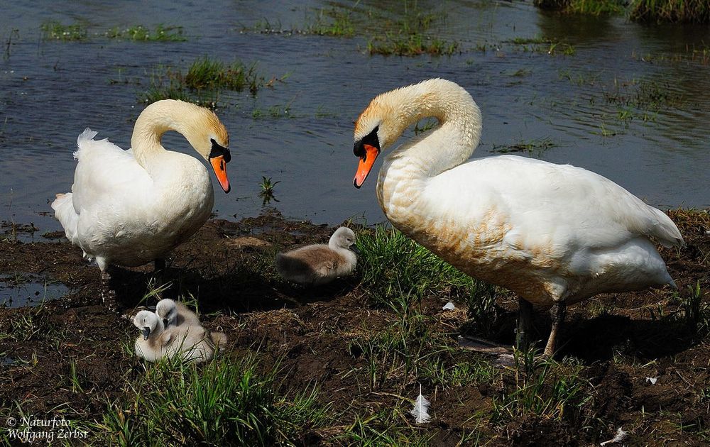 --- Höckerschwan-Familie ---