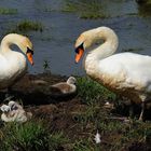 --- Höckerschwan-Familie ---