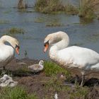 - Höckerschwan Familie -  ( Cygnus Color )