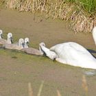 Höckerschwan Familie im Rambower Moor