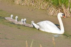 Höckerschwan Familie im Rambower Moor