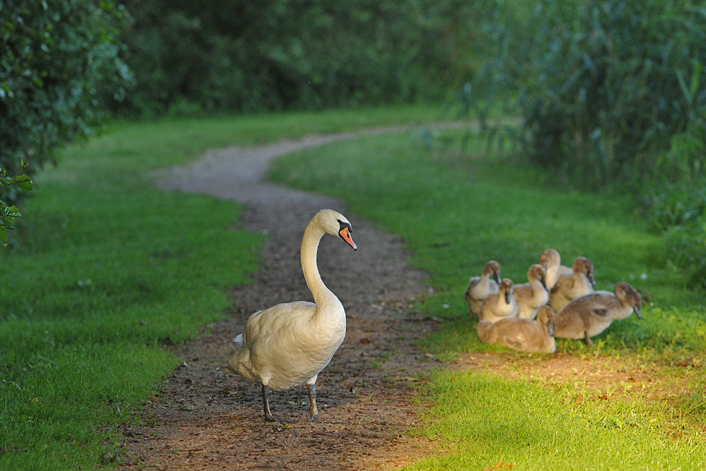 Höckerschwan – Familie um 06:00 Uhr am Morgen