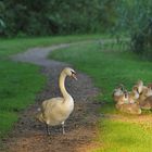 Höckerschwan – Familie um 06:00 Uhr am Morgen