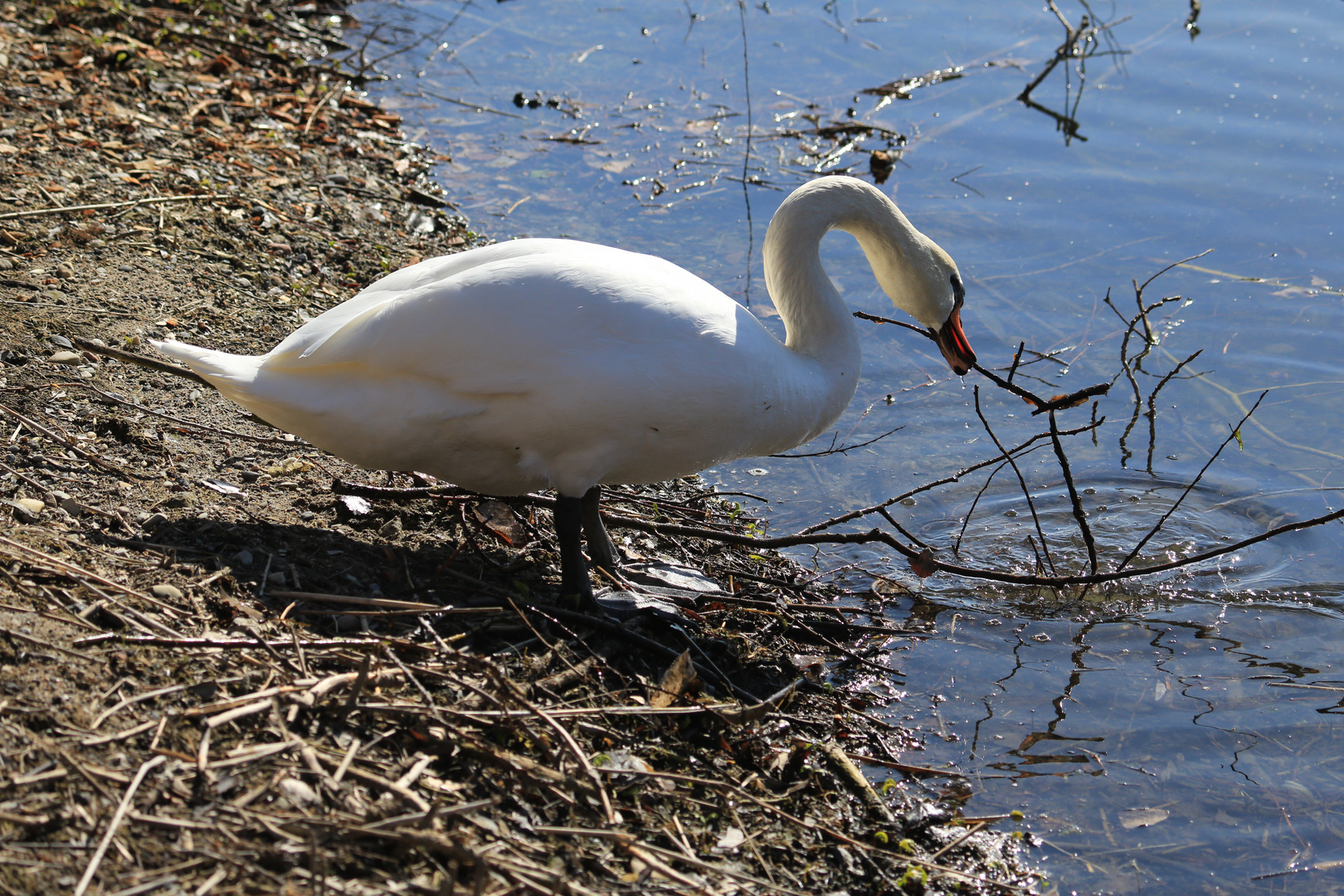 Höckerschwan 