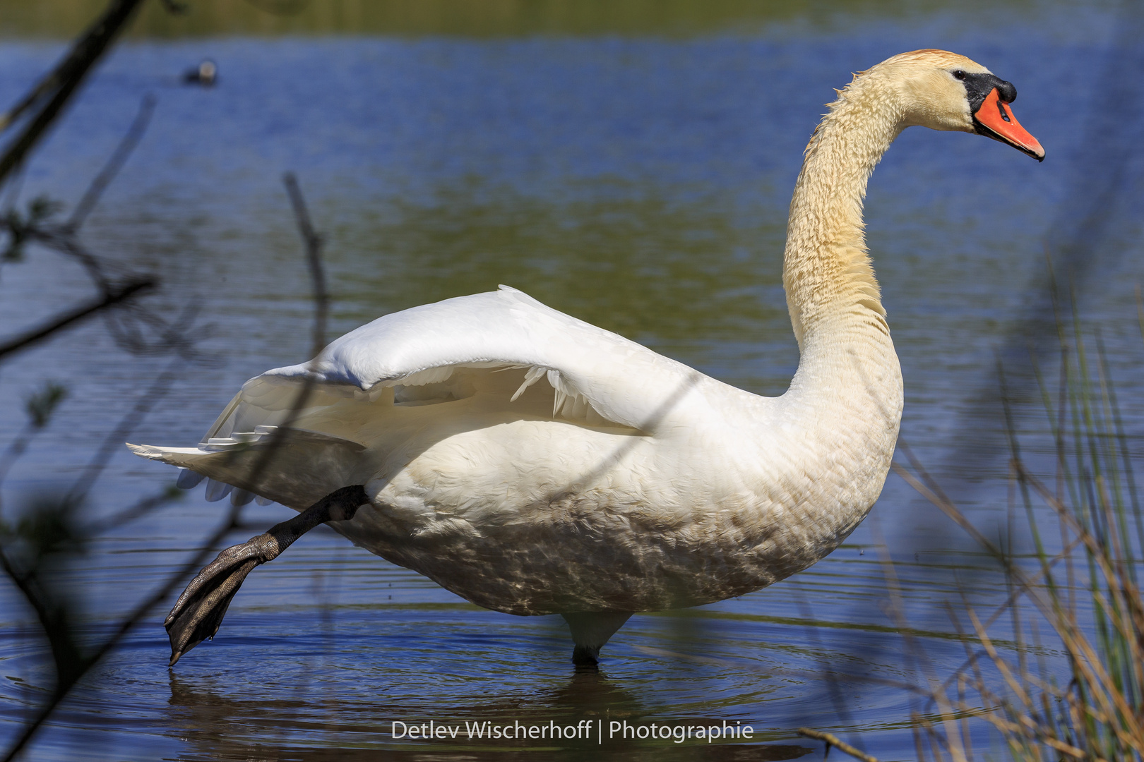 Höckerschwan