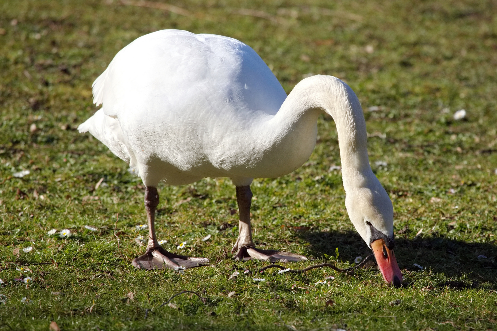 Höckerschwan