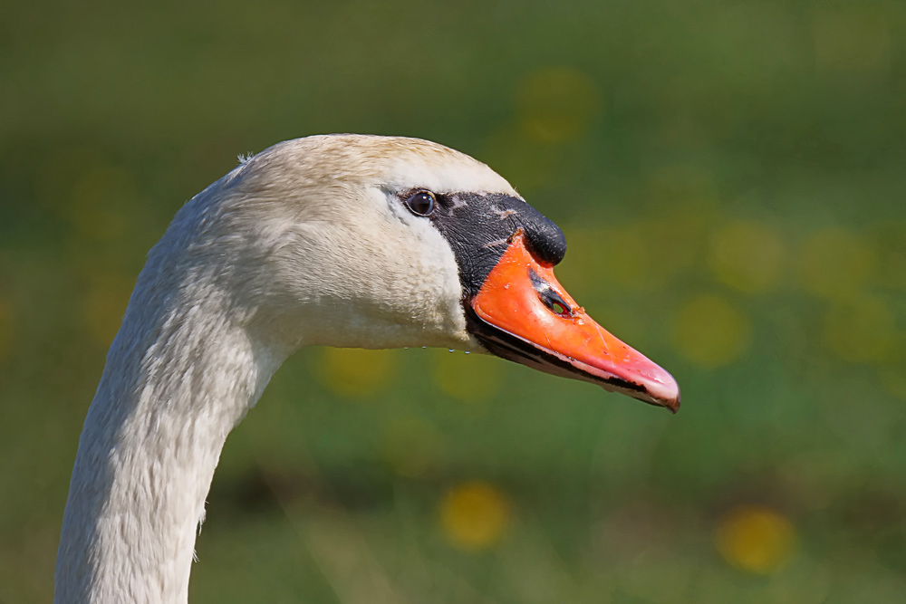 HÖCKERSCHWAN