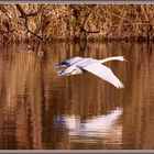 Höckerschwan, Flachsee, Reuss Rottenschwil 2024-03-28 178 (160)-V ©