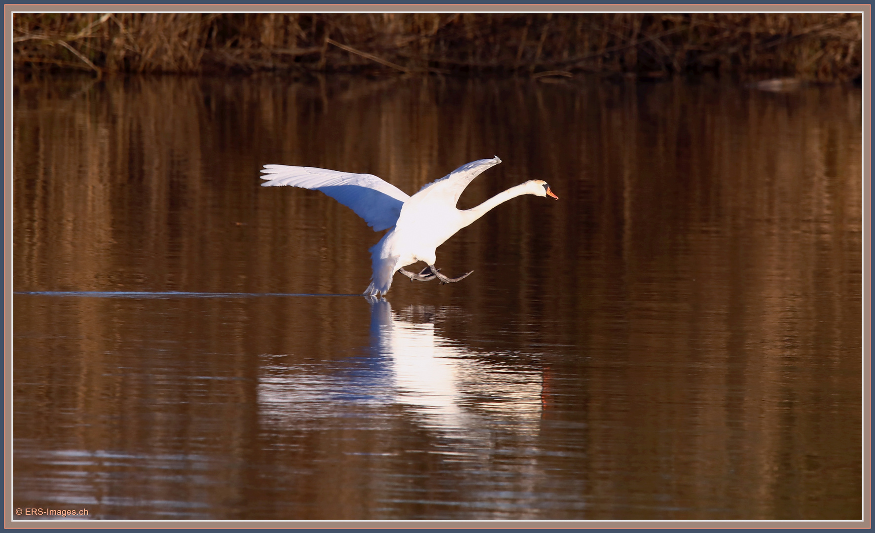 Höckerschwan, Flachsee, Reuss Rottenschwil 2024-03-28 178 (179) ©