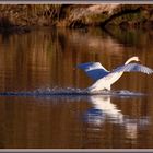 Höckerschwan, Flachsee, Reuss Rottenschwil 2024-03-28 178 (181) ©