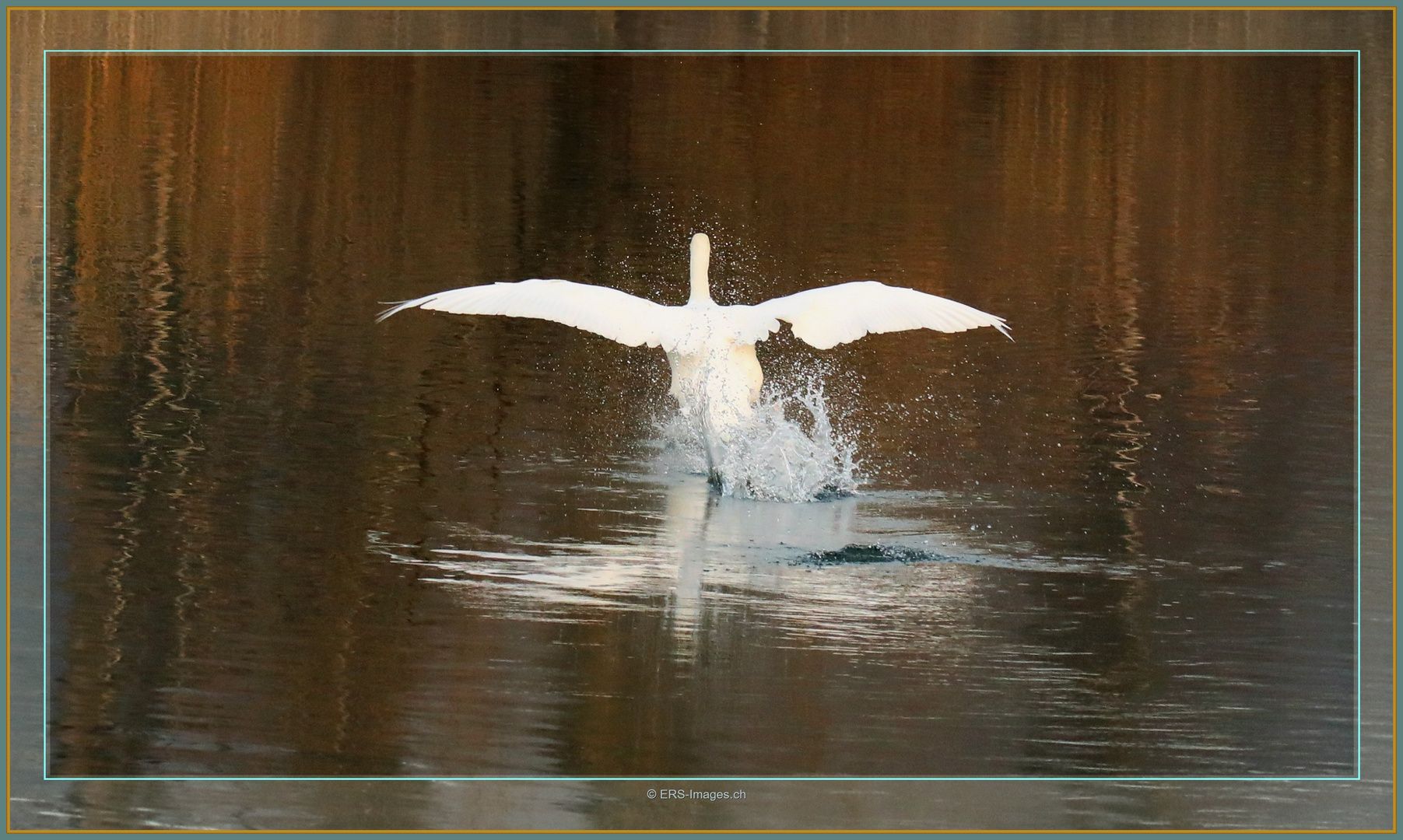 Höckerschwan, Flachsee Rottenschwil 2023-03-03 246 ©