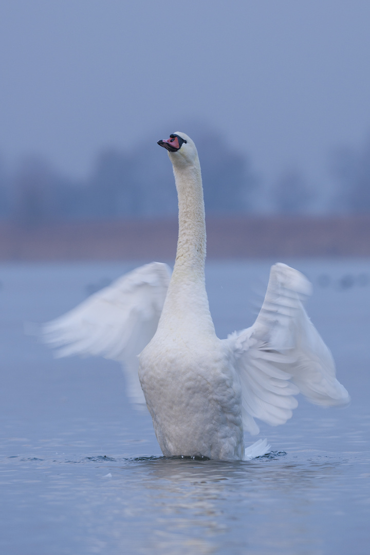 Höckerschwan Frühsport