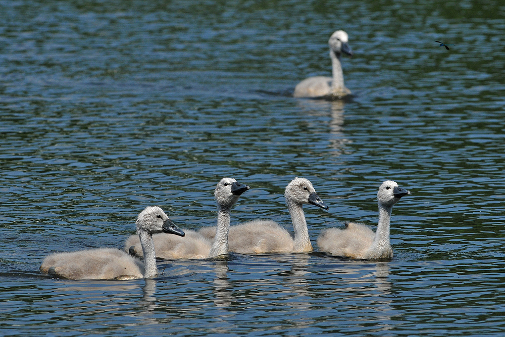 Höckerschwan – Fünfer