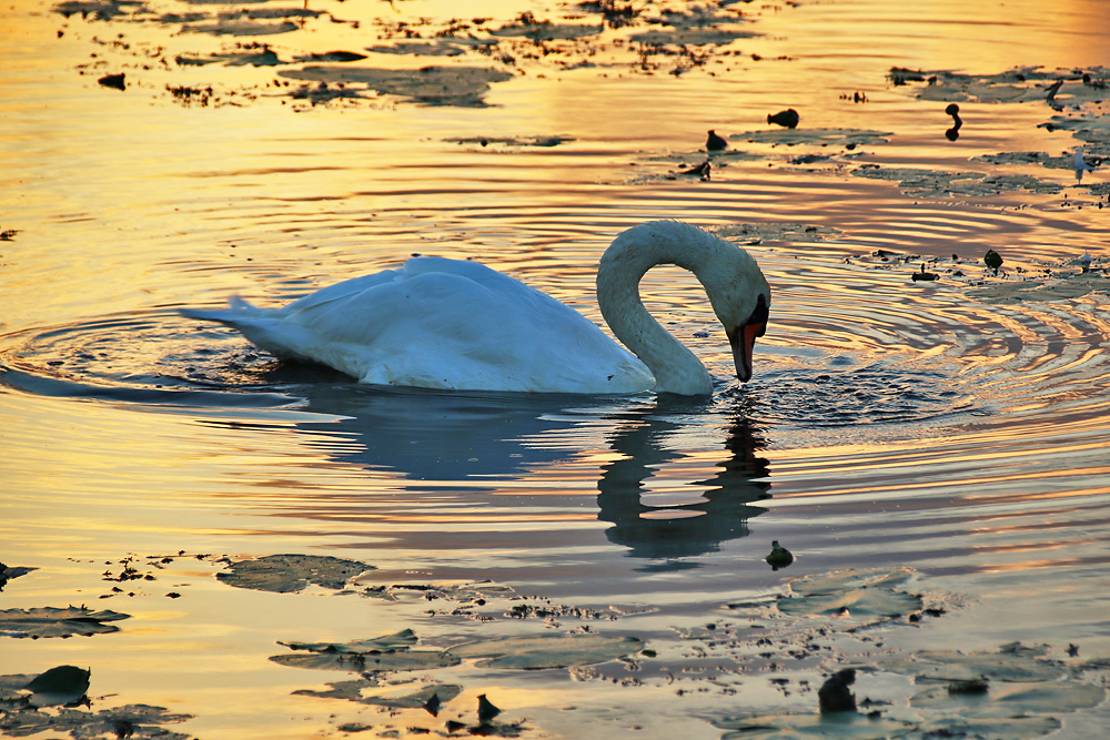 Höckerschwan gegen Abend