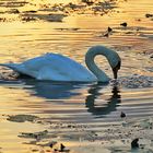 Höckerschwan gegen Abend