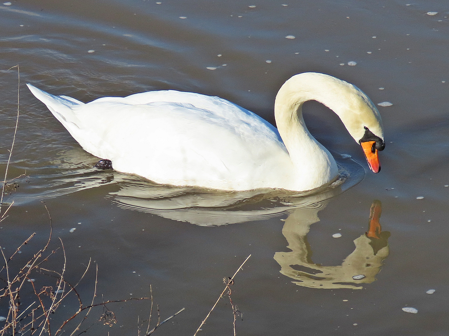 Höckerschwan gespiegelt (06.02.2023)