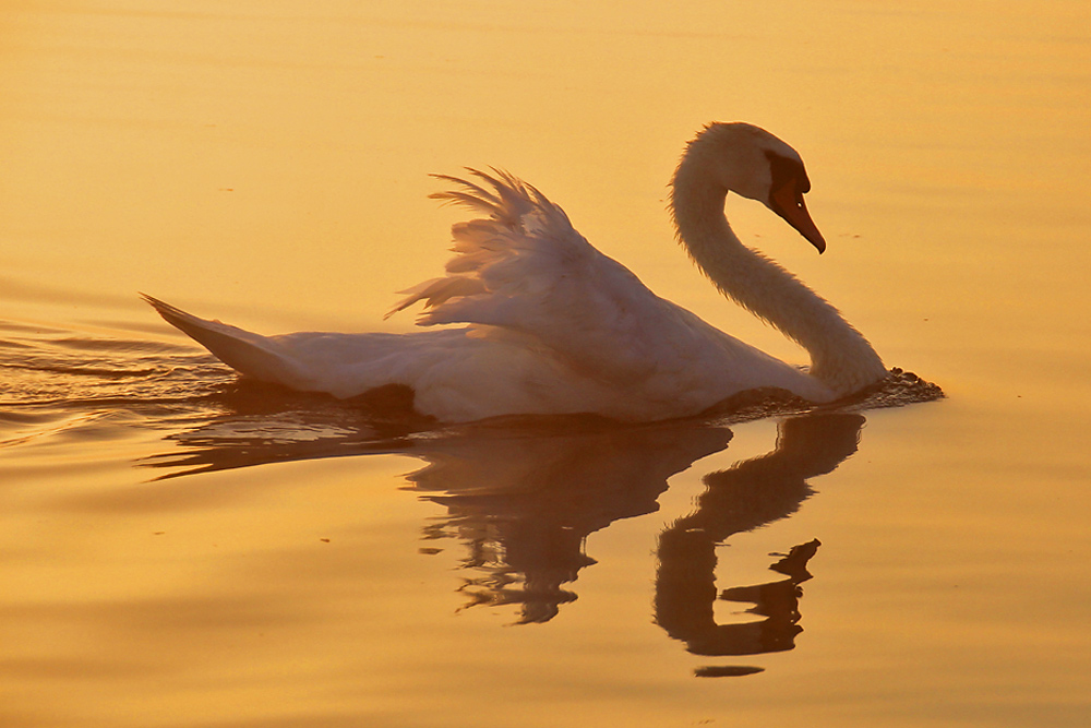 Höckerschwan gespiegelt