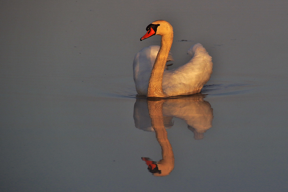 Höckerschwan gespiegelt im morgendlichen Federsee