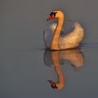 Höckerschwan gespiegelt im morgendlichen Federsee