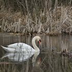 Höckerschwan: Getarnter Wächter