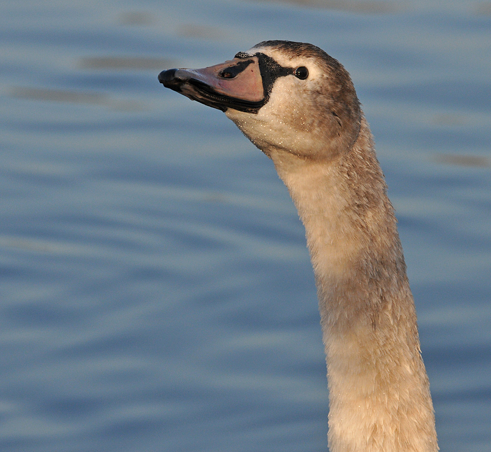 Höckerschwan – Hals – Länge