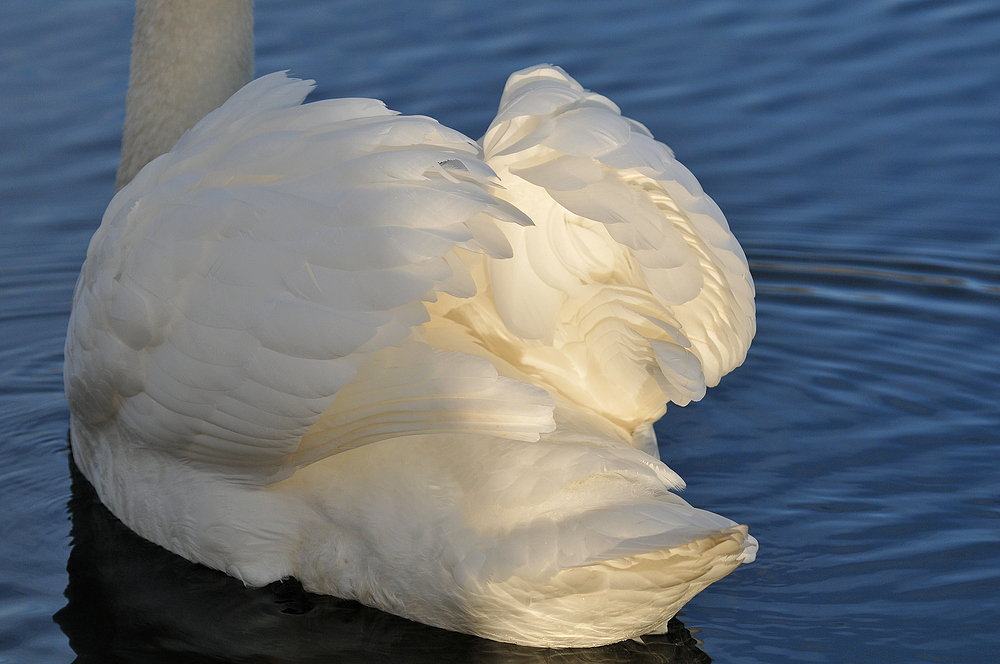 Höckerschwan-Heck-Leuchten